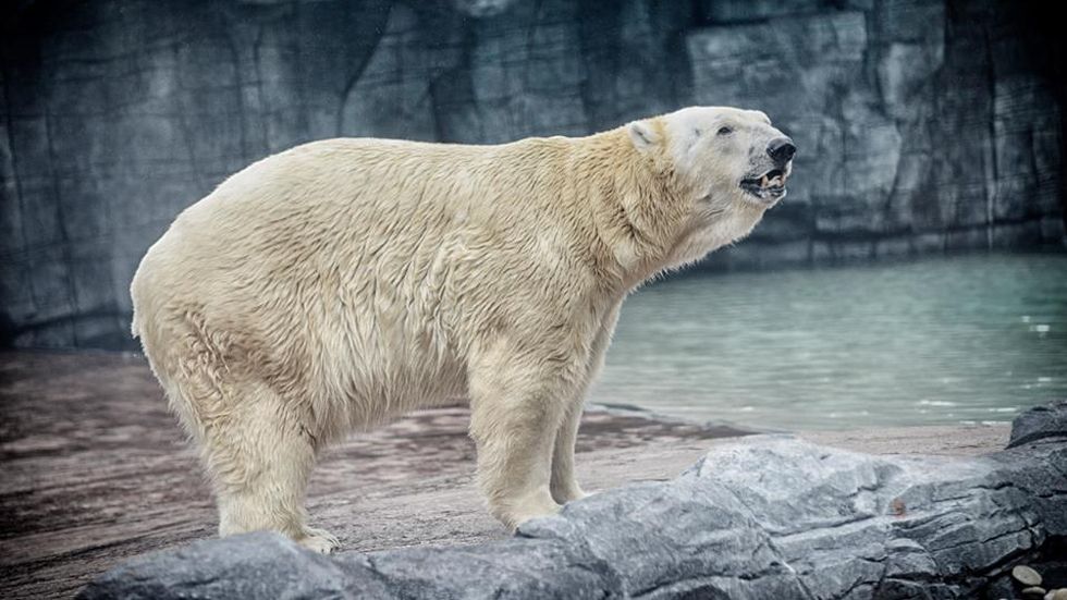 Muere Inuka, el primer oso polar nacido en el trópico