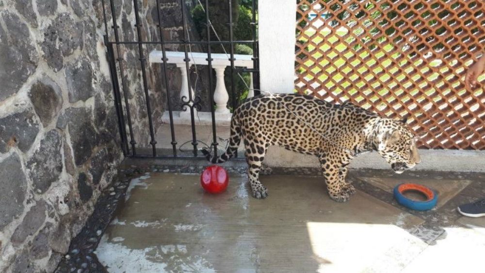 Aseguran a jaguar en domicilio particular de Cuernavaca
