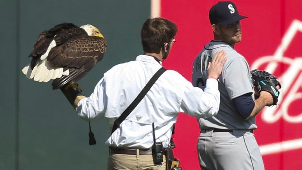 #Video Águila aterriza sobre pitcher de las Grandes Ligas