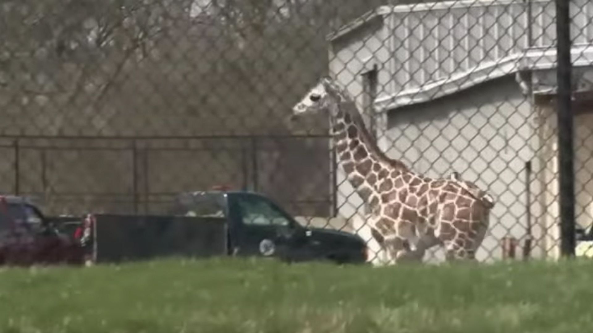 #VIDEO Jirafa escapa de zoológico