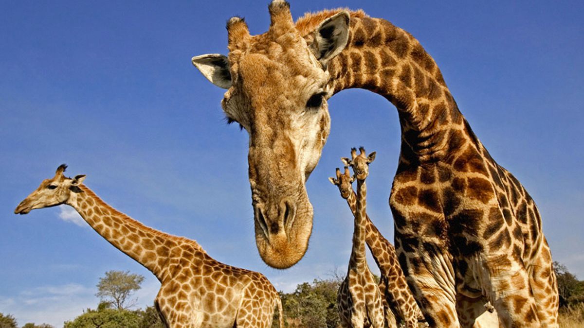 Añaden a las jirafas a lista de animales en peligro de extinción