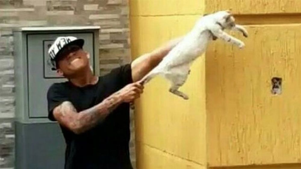 Suspenden a jugadores en Venezuela por maltratar a gato