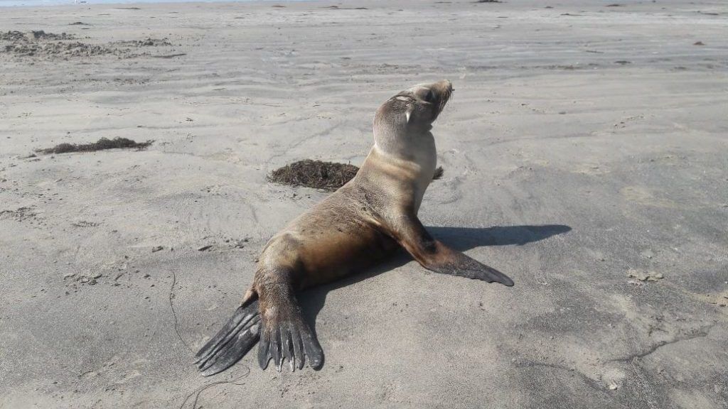 Profepa asiste a lobos marinos varados en Baja California