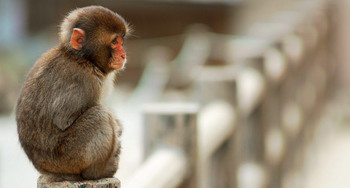 Encuentran en India cuerpo de bebé que fue raptado por un mono