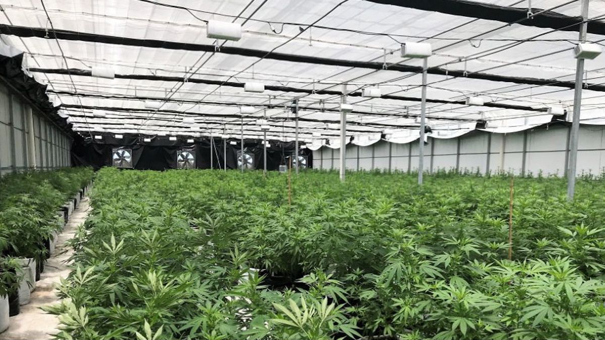 Los retos del mercado legal de la mariguana en Uruguay - mariguana-legal-uruguay