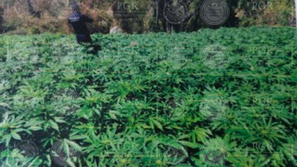 Encuentran más de dos millones de plantas de marihuana y amapola en Jalisco