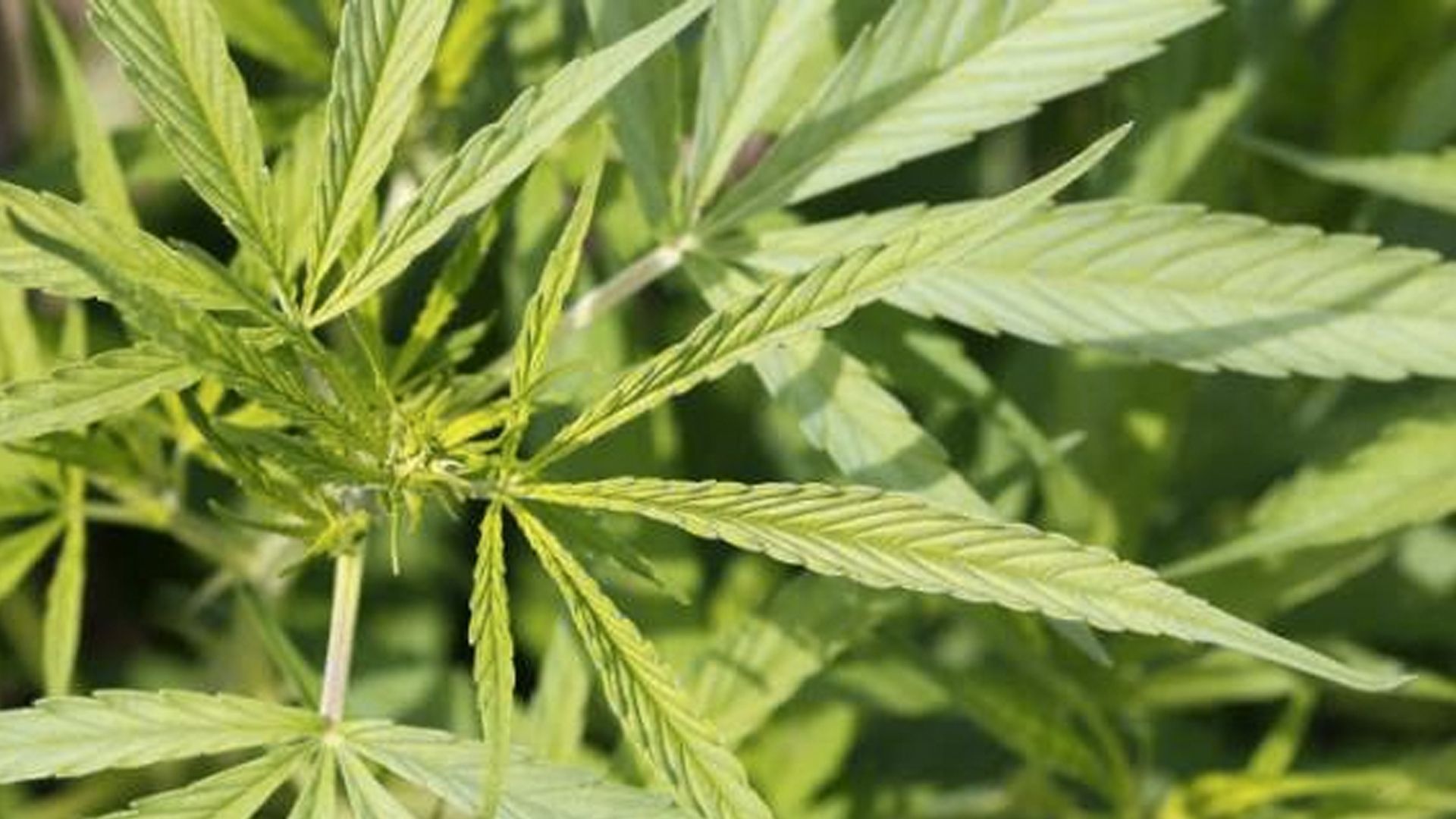 Al menos un muerto y 38 hospitalizados por consumo de mariguana sintética