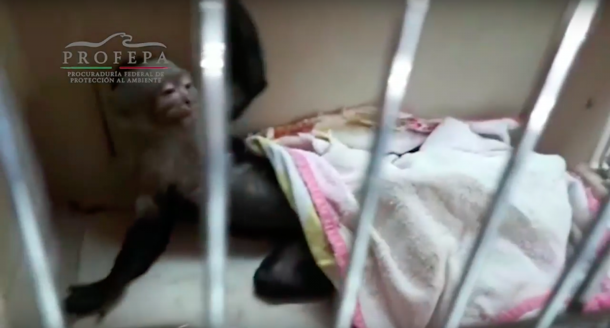 #Video Así fue el traslado del “mono de las Lomas” al zoológico de Chapultepec
