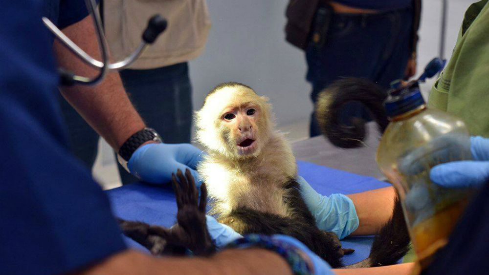 Pondrán a mono capuchino de Reforma en cuarentena