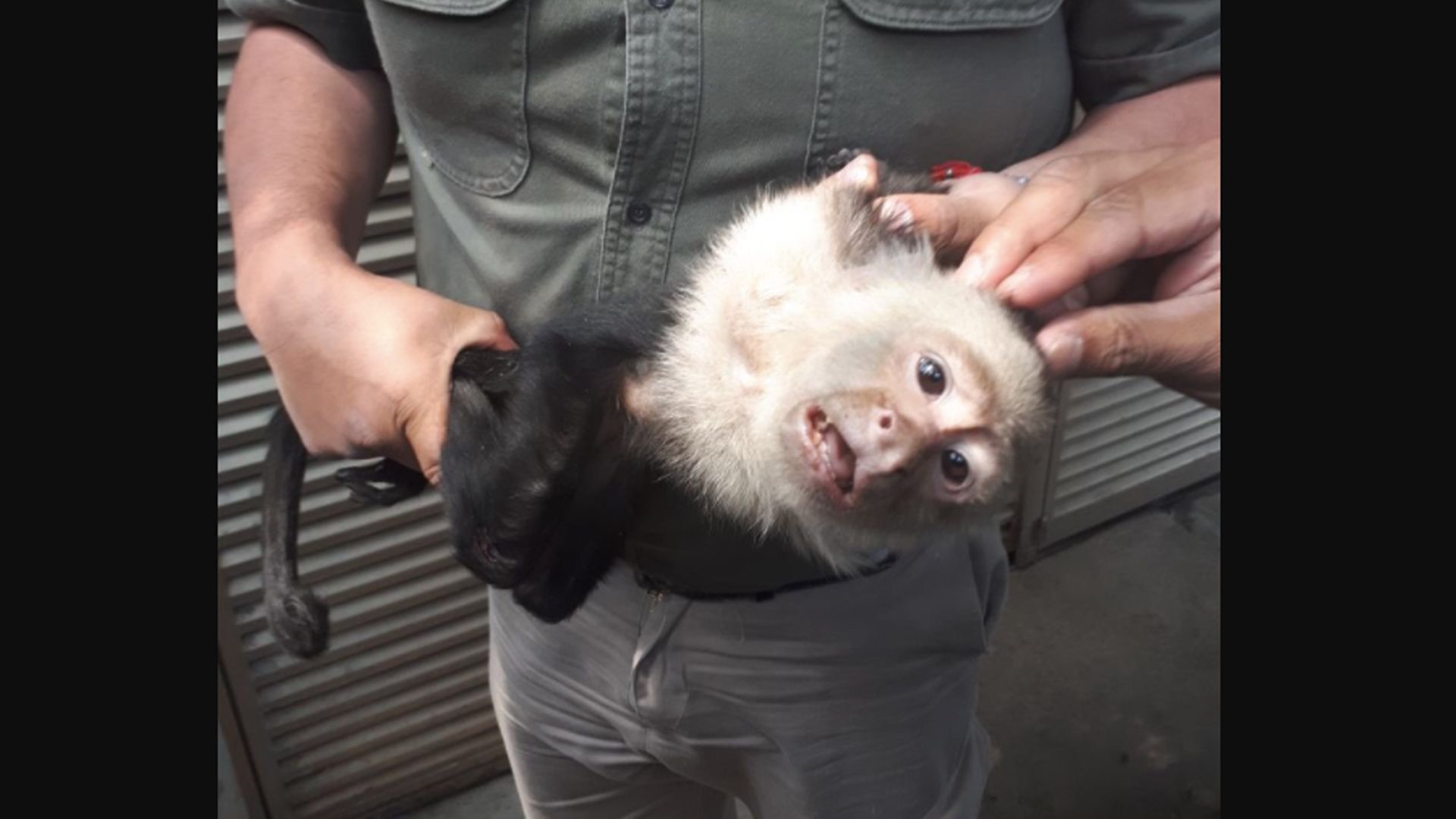 Capturan al mono capuchino de Las Lomas