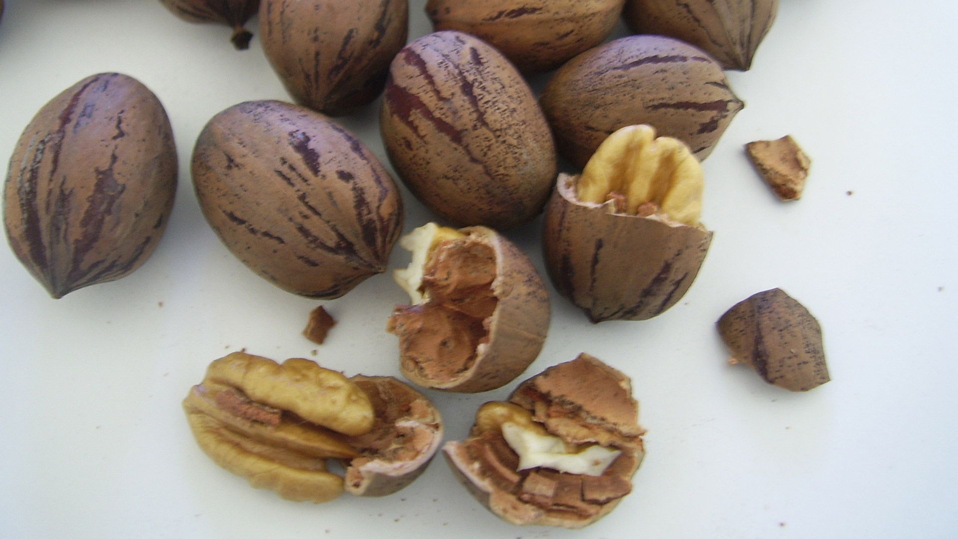 Hallan proceso para incorporar antioxidantes en bebidas alcohólicas - nuez-pecanera