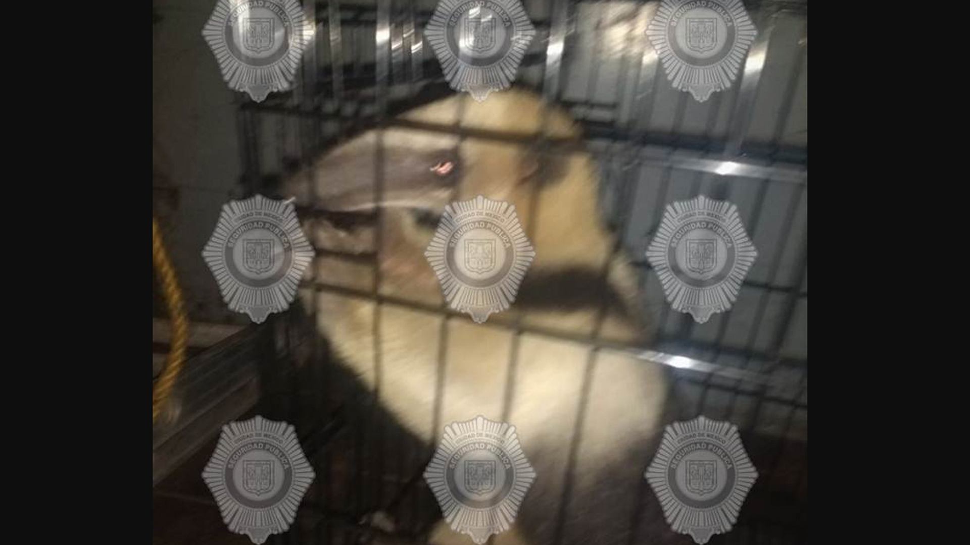 Encuentran oso hormiguero en calles de Tepito