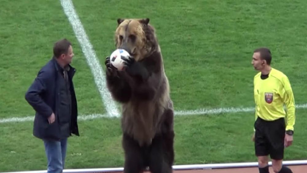 #Video Oso realiza saque de honor en partido de futbol en Rusia