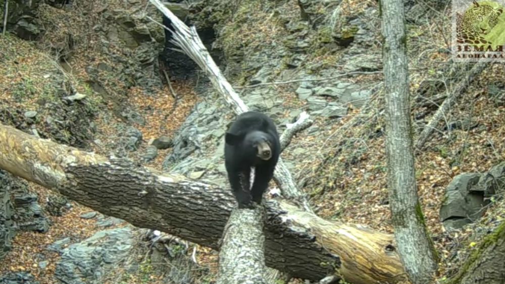 Oso muestra sus dotes de director de cine en Rusia