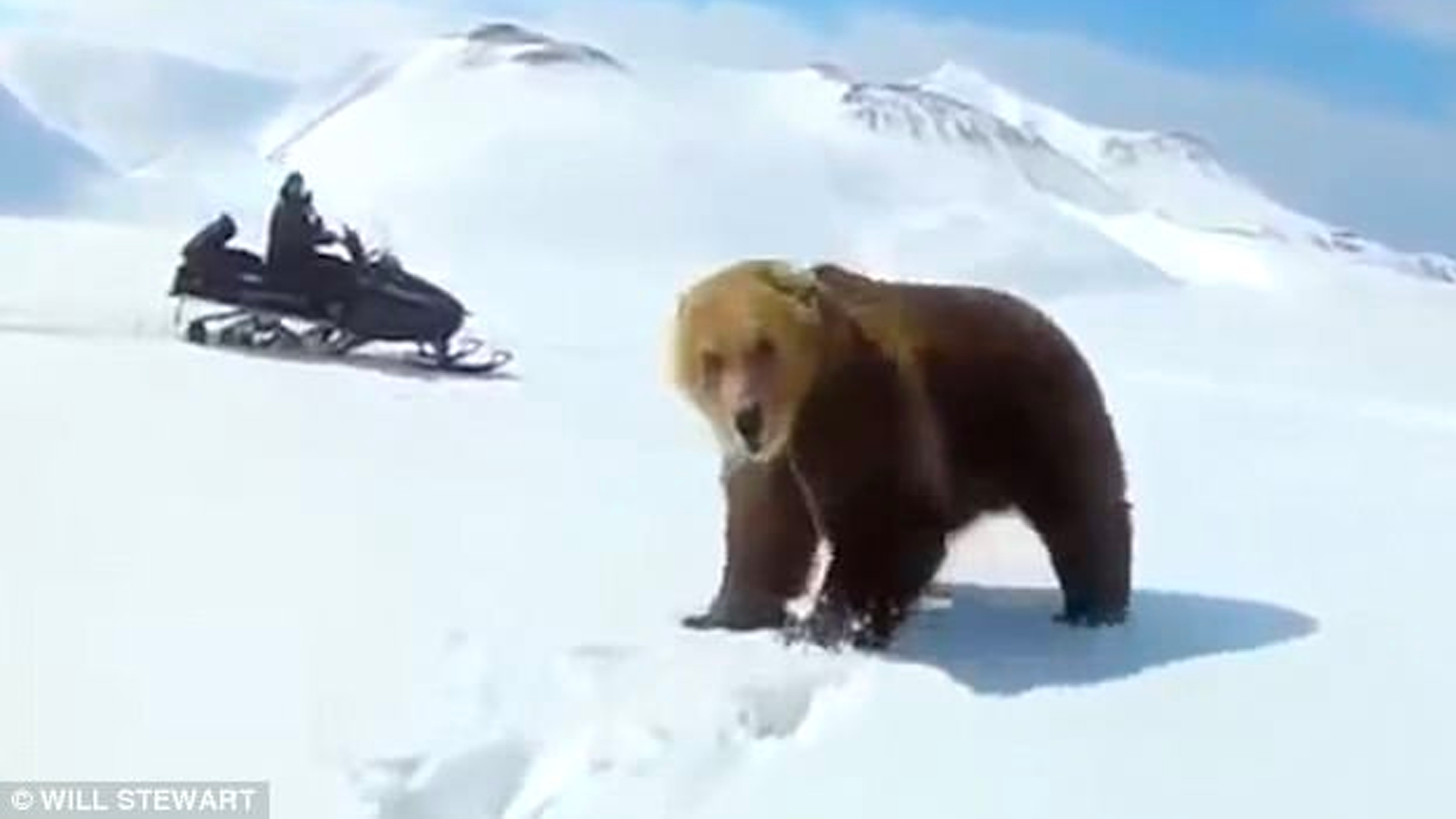 #Video Oso persigue y casi derriba a conductor de moto de nieve