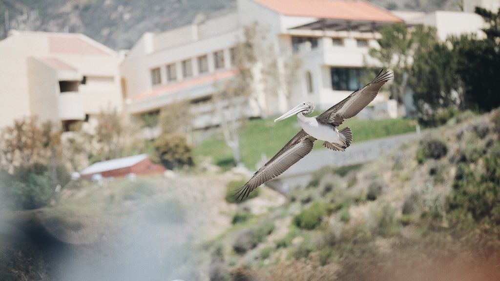#Video Pelícanos interrumpen ceremonia de graduación en California #Video Pelícanos interrumpen ceremonia de graduación en California