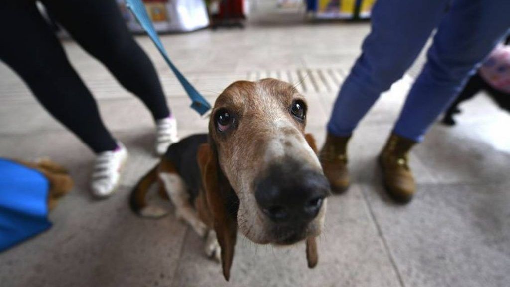 Perros pueden engañar para conseguir lo que quieren: Estudio
