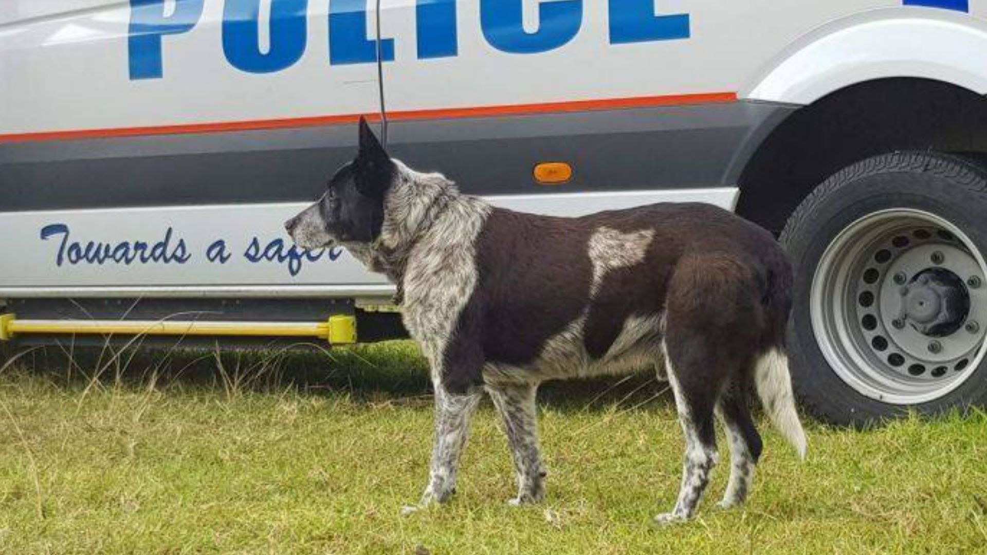 Perro sordo y casi ciego cuida a niña perdida