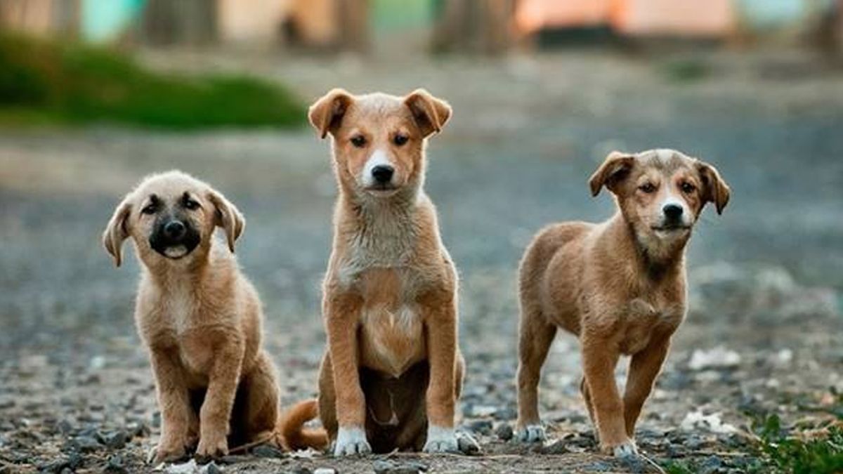 Estudiante crea croquetas anticonceptivas para perros callejeros Estudiante crea croquetas anticonceptivas para perros callejeros