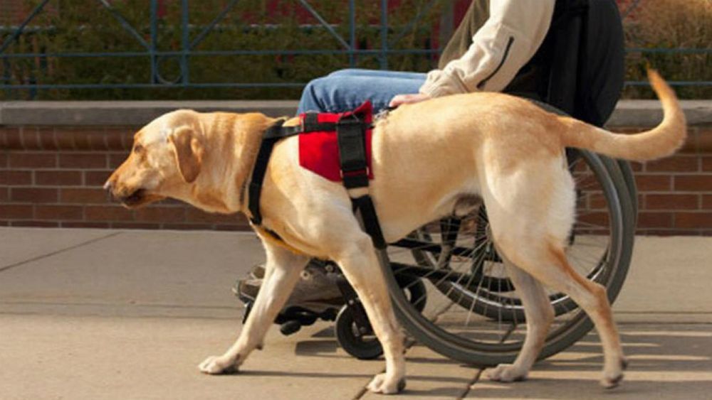 Perros guía podrán entrar a cualquier lugar público de la Ciudad de México - perros-guia