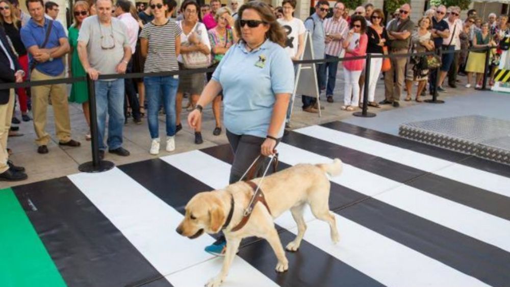 Perros guía podrán tener acceso a espacios públicos