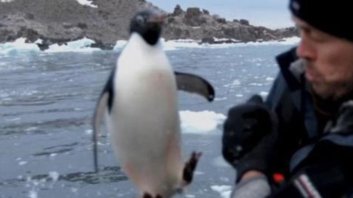 #Video Pingüino salta a bote para escapar de leopardo marino