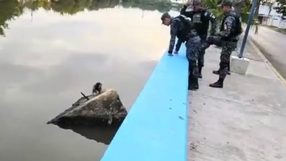 #Video Salva Policía Federal a perro de morir en aguas residuales