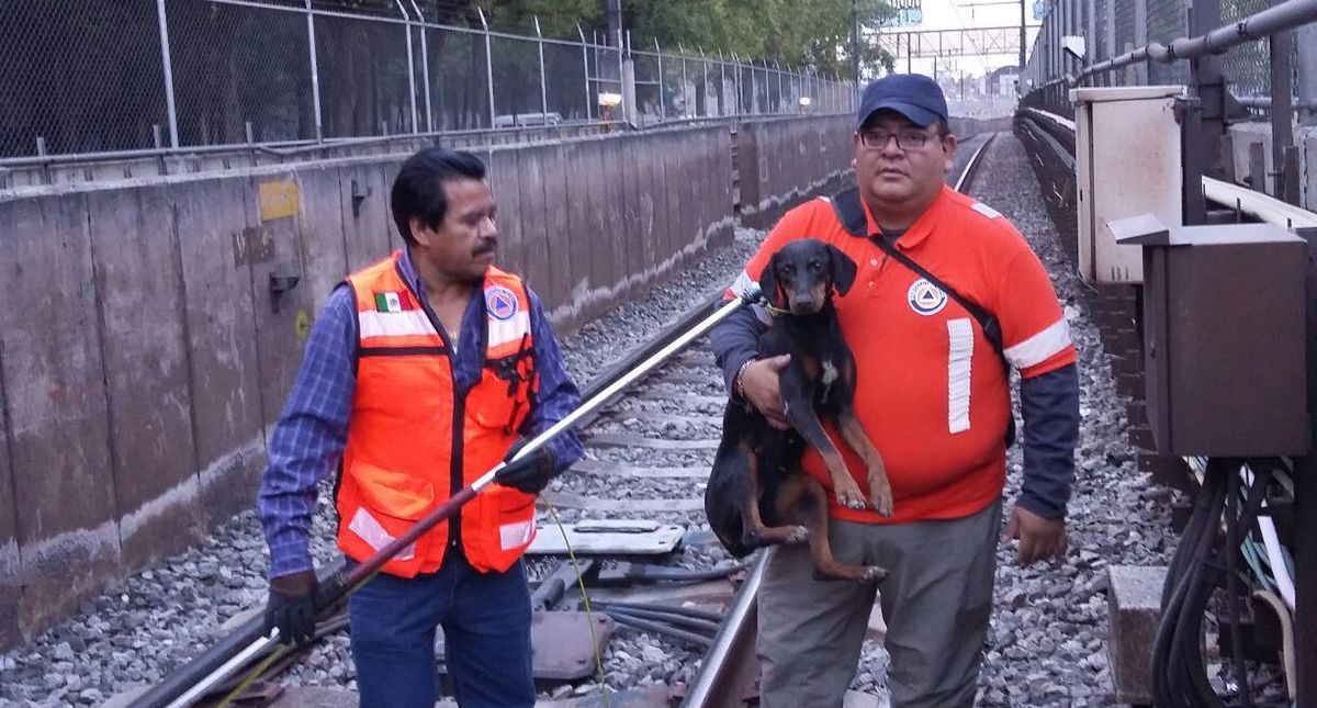 Rescatan a perro que caminaba en vías de Línea A