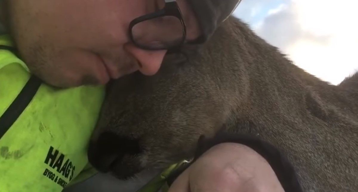 #Viral Hombre halla a ciervo en su patio