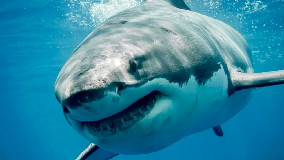 #Video Tiburón ataca a surfista en Australia