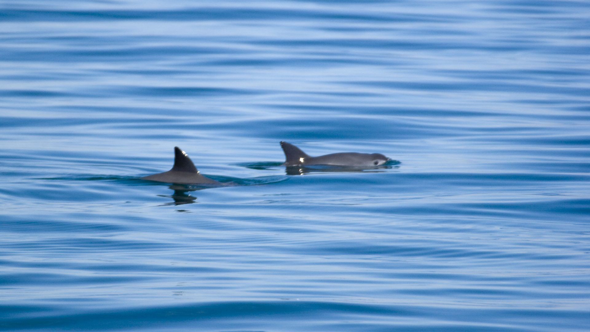 Corte de EE.UU. ordena embargo pesquero a México por vaquita marina