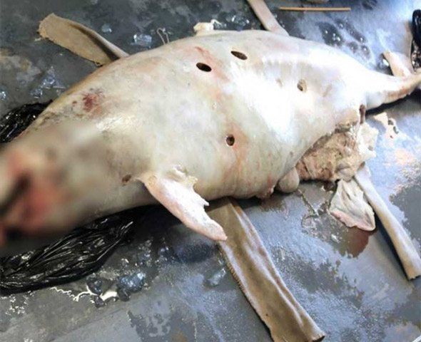 Corte de EE.UU. ordena embargo pesquero a México por vaquita marina - vaquita-marina-muerta-2018