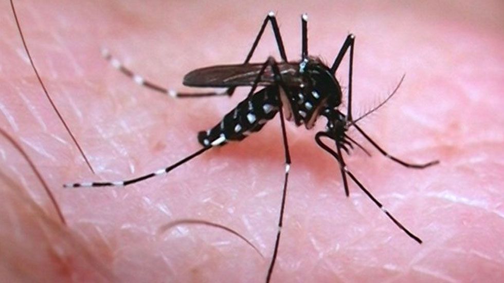 Virus del Zika podría combatir tumores cerebrales de niños