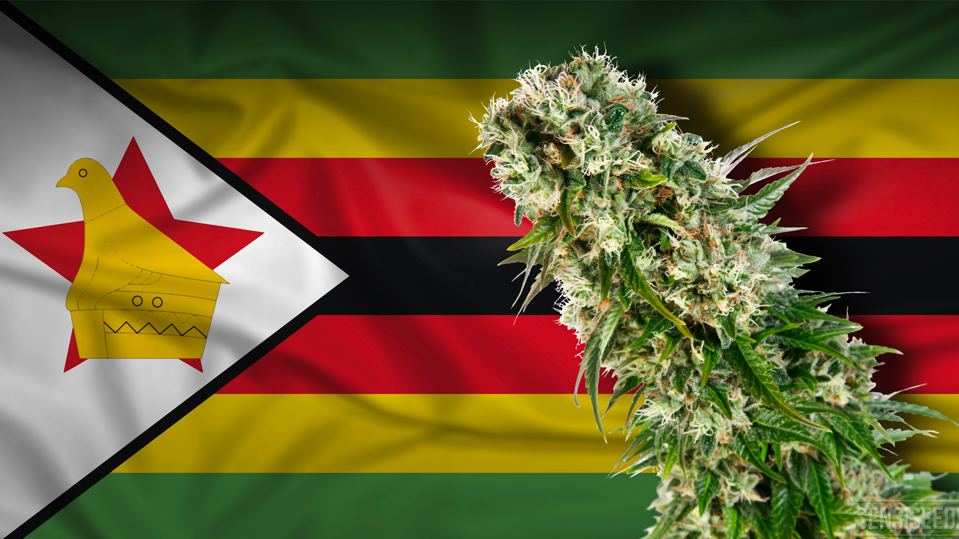 Zimbabue legaliza la producción de mariguana para propósitos medicinales o científicos