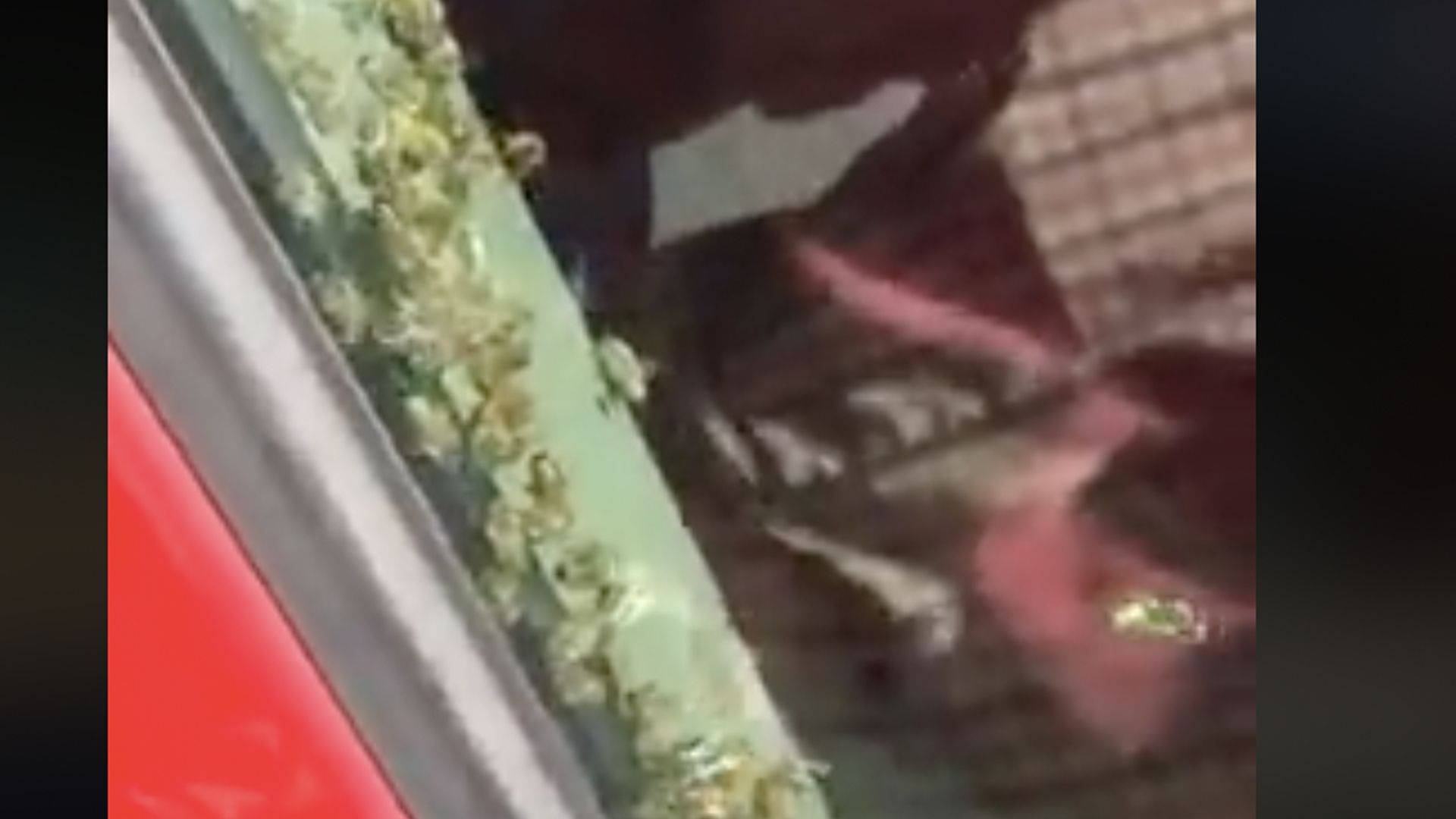 #Video Hombre conduce con abejas en su auto