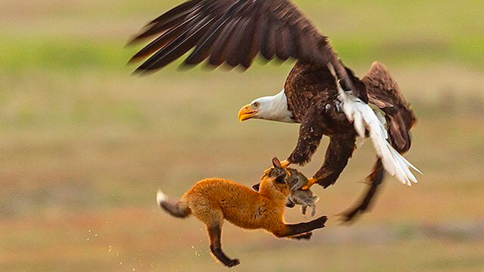 #Video Águila calva captura a zorro que cazó a conejo