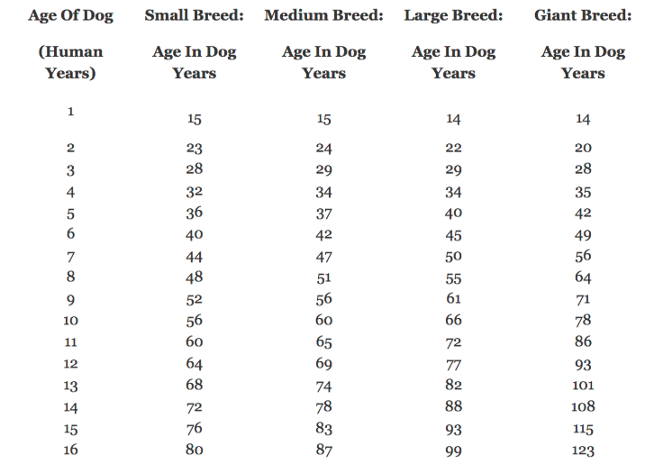 ¿Cuál es la verdadera edad de los perros? - anos-de-perros