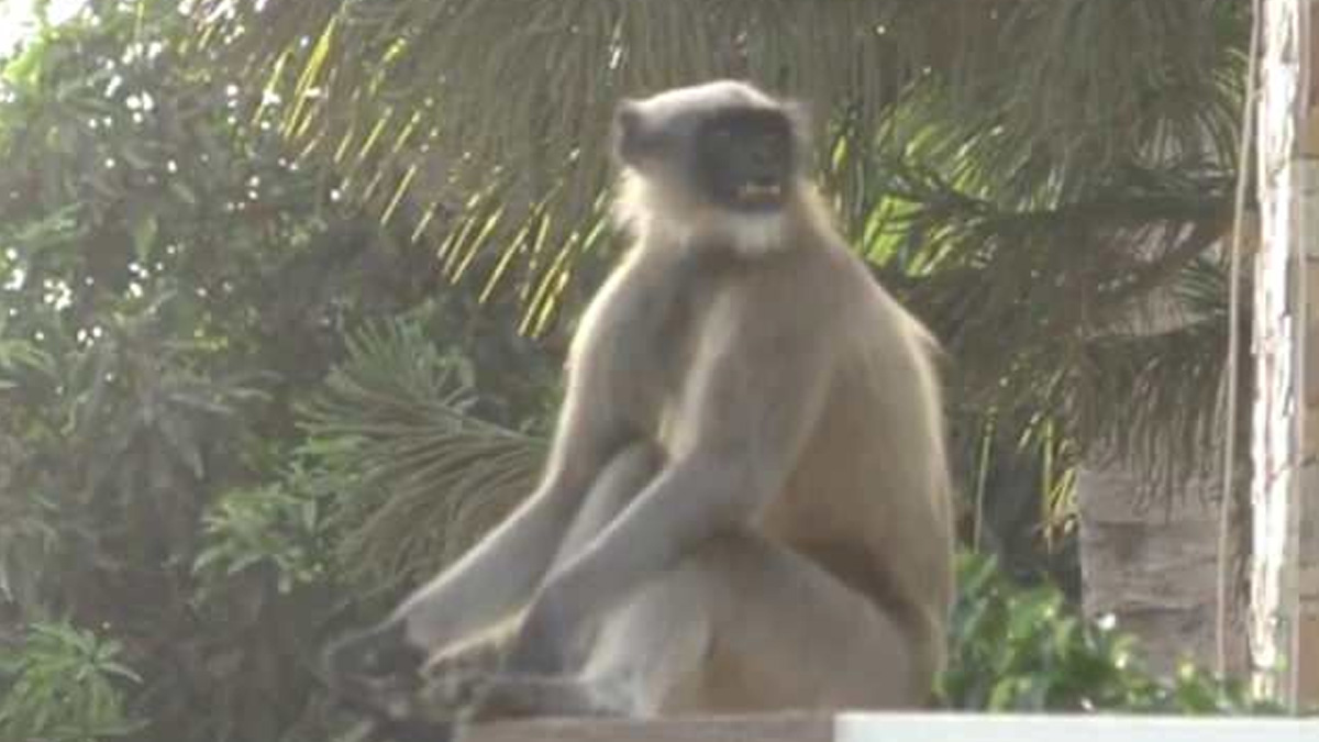 #Video Monos atacan a residentes de villa en la India