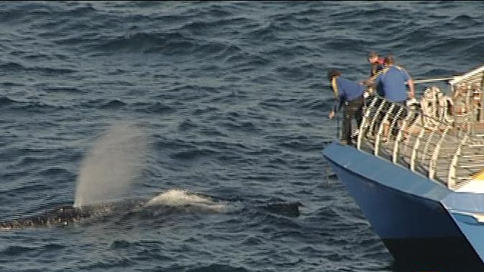 #Video Ballena queda atrapada entre redes de pesca en Sydney