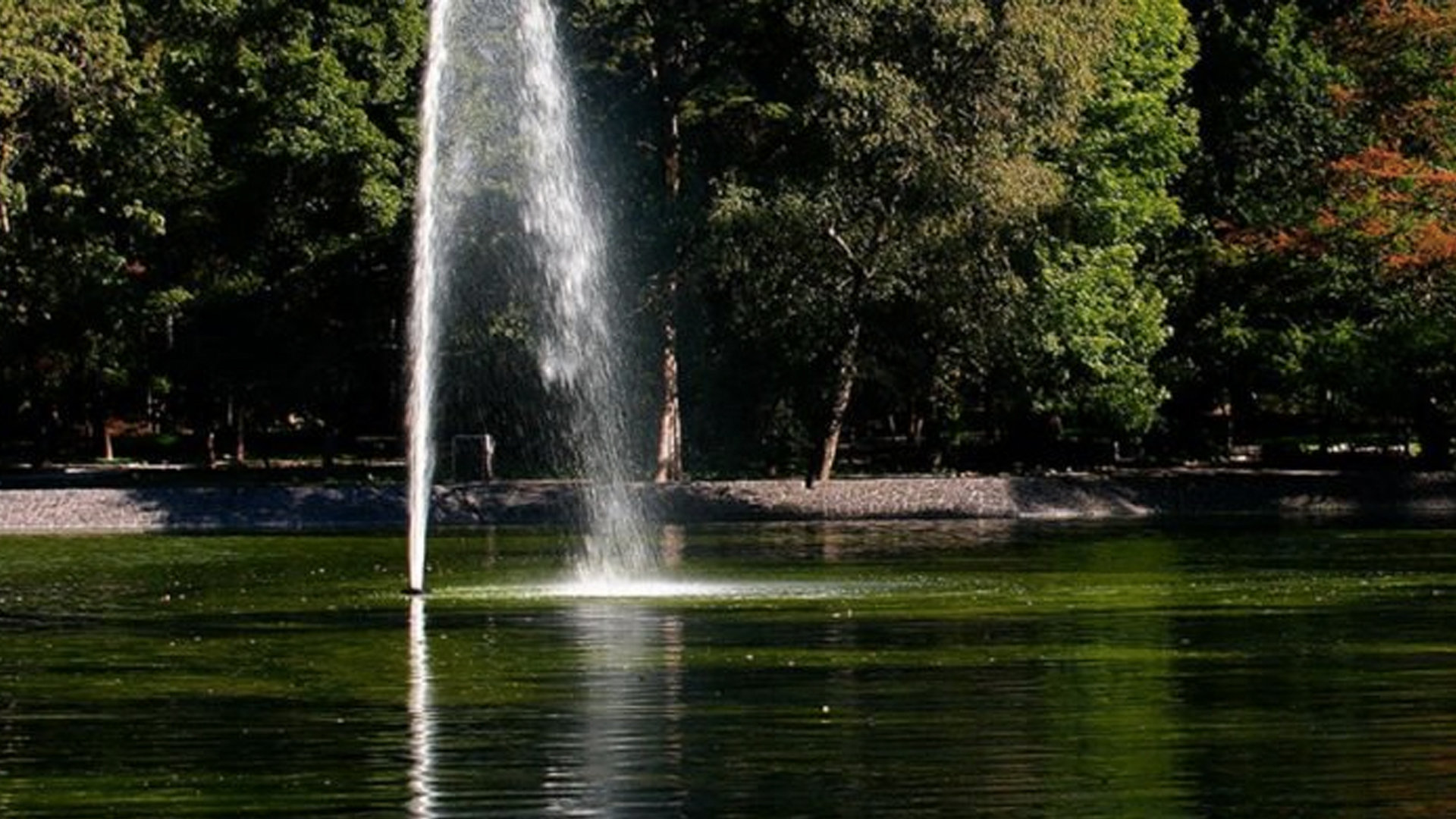 Sedema aclara causas de muerte de peces en Lago de Chapultepec