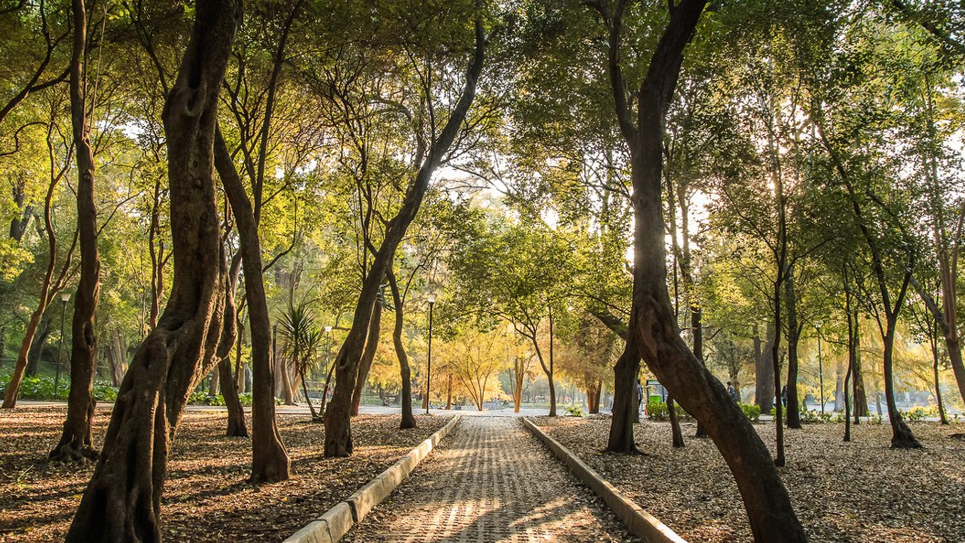 Sedema aclara causas de muerte de peces en Lago de Chapultepec - bosque