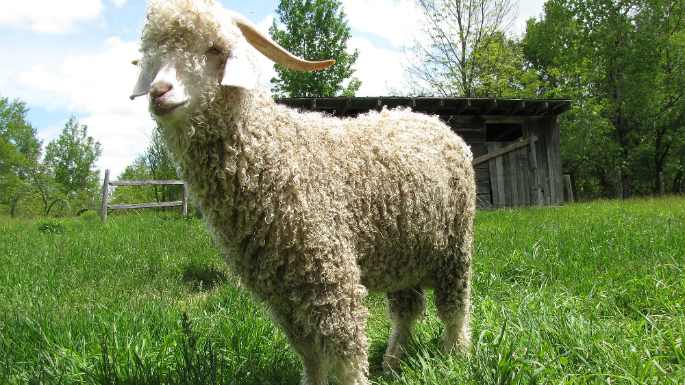 Zara y Gap prohíben uso de lana mohair tras video de PETA