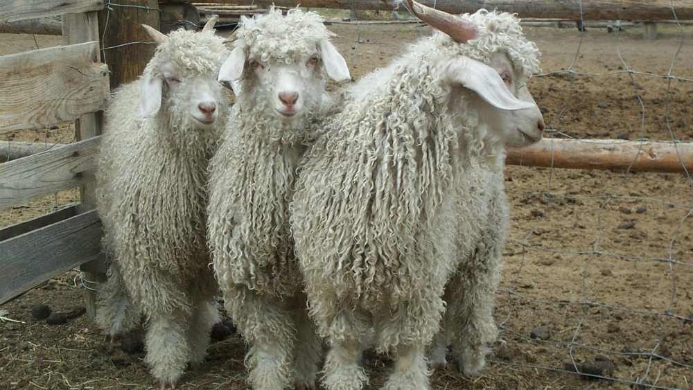 Zara y Gap prohíben uso de lana mohair tras video de PETA - cabra-de-angora2