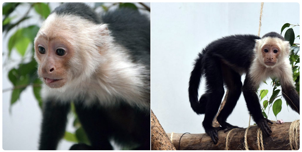 El mono capuchino se recupera favorablemente - captura-de-pantalla-2018-05-10-a-las-181557