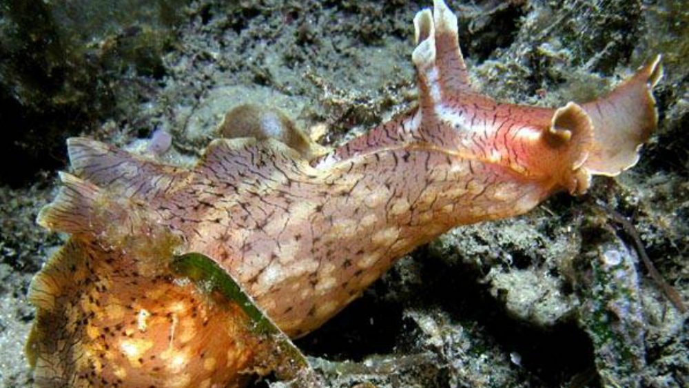 Científicos de la UCLA logran transferir recuerdo entre dos seres vivos - caracol-marino-aplysia