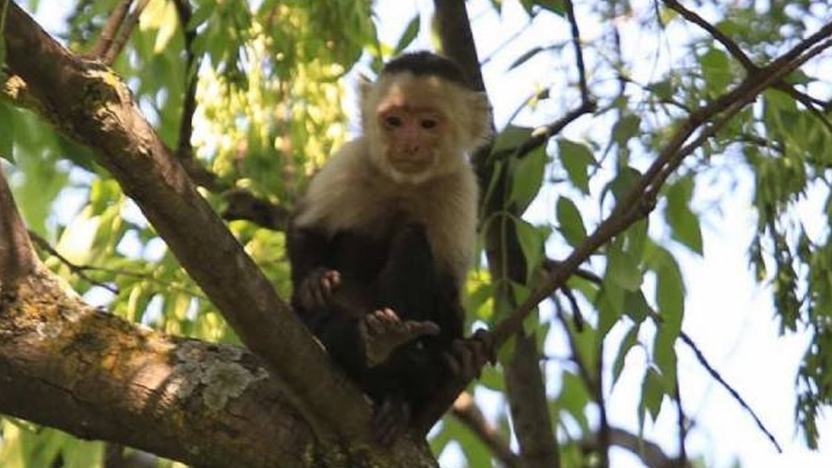 Chango de las Lomas podría tener mamá adoptiva en Chapultepec - chango-de-las-lomas