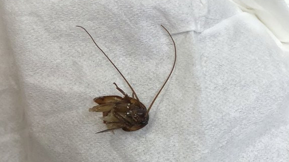 Sacan cucaracha de oído de mujer tras nueve días