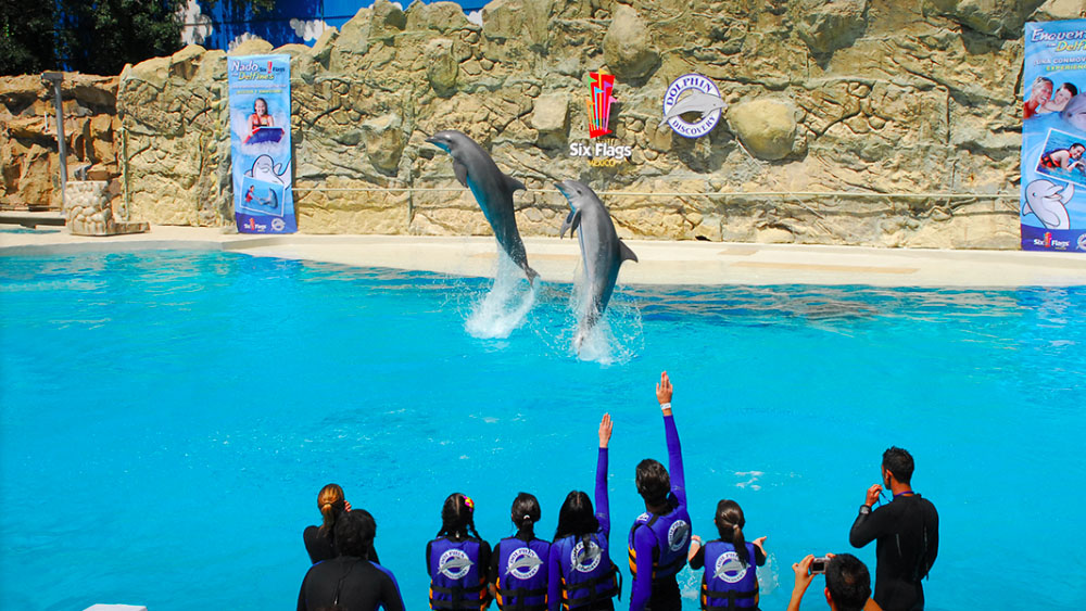Prohíben utilizar delfines en espectáculos de la Ciudad de México