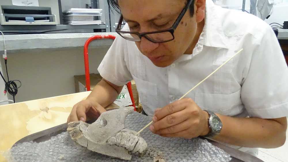 Hallan restos de la Edad de Hielo en San Luis Potosí