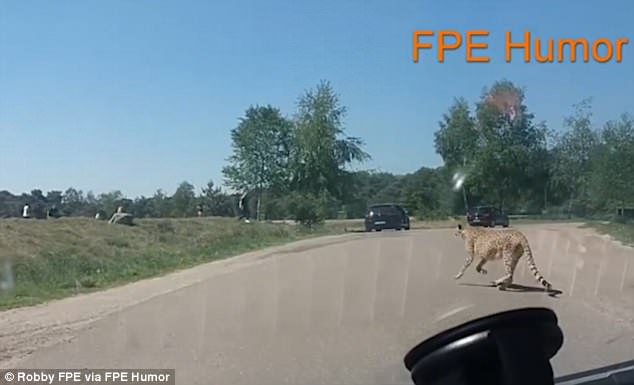 #Video Guepardos persiguen a familia en parque safari - guepardo-1